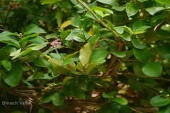 Malpighia punicifolia var. obovata